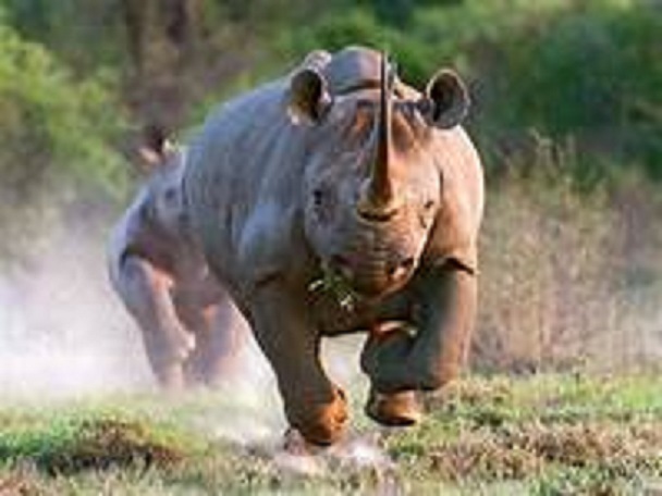rhino